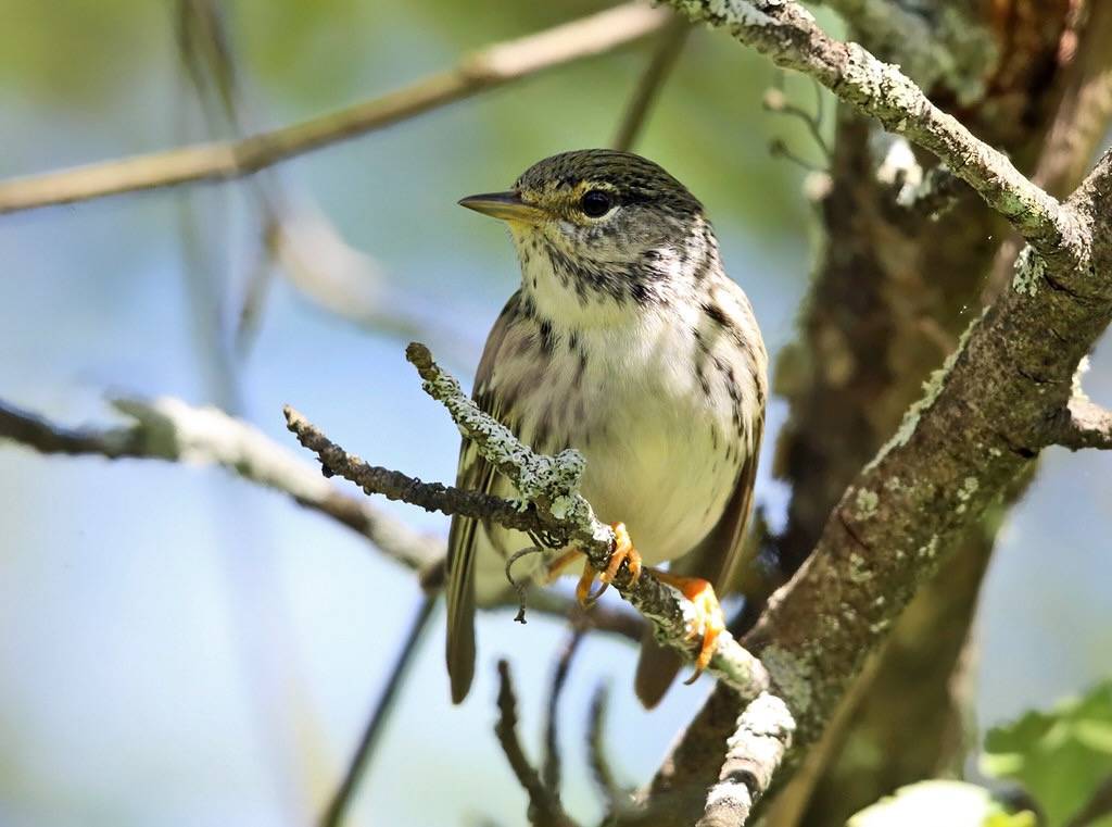 female Blackpoll Warbler by tcmurray74 is licensed under CC BY-NC 2.0